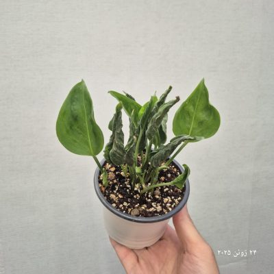 پتوس چروک 100